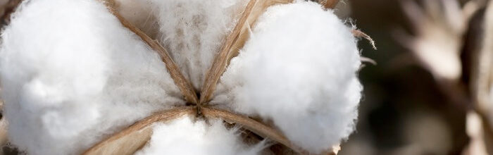 Cotton Dyeing – A New Innovation for Good?